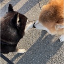 仲良し柴ちゃんの茶々丸君に会って、「遊ぼ～」してますww