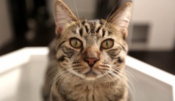 インターネットにはなぜ猫画像だらけなのか『ネットに猫ばかり氾濫するその理由』