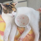 新しいご飯茶碗