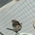 ヒヨドリ・鳩