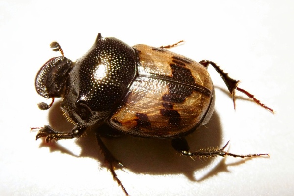 むしむしブログ - エンマコガネ