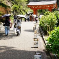 三室戸寺の紫陽花2026