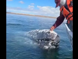 お掃除係としてクジラの信頼を得た男