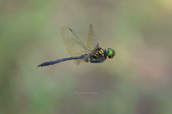 湘南むし日記 - トンボ