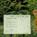 雨上がりの林道