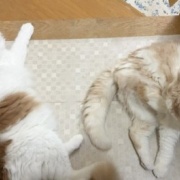 獣医さんから帰って来た猫に寄り添う猫