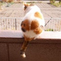 猫に小判を与えたら。 埋蔵金：千九百拾八両　母ぁが出よればぁ・・・。