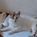 元地域猫ココネ！　甲状腺機能亢進症薬増量で数値改善！