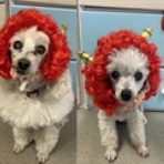 Dr.きょうのぼちぼちブログ