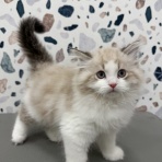 大阪府 ペットショップワンラブ ららぽーと堺店スタッフブログ