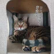 強い風。と、インディゴカラーの波石つくりました。