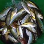 神島観光汽船　釣果(運航)情報