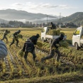 【悲報】米泥棒、6人以上＋軽トラ2台で稲200kgを盗む→収穫前のため米換算だと10kg程度か　割に合わなすぎるｗｗｗ