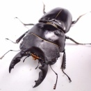 パプアヒラタ飼育記2024~