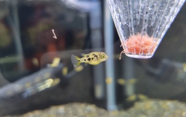 『12月21日(火)　熱帯魚入荷情報』の画像