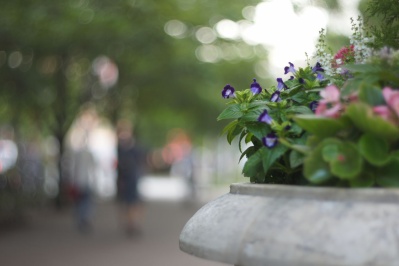 COSINA COSINON AUTO 50mm f1.8（M42） : 会計士によるバリューアップ 