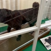 北大植物園で見た南極犬タロ（剥製）とエゾリス