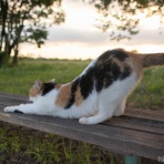 画像フォルダは猫ばかり