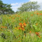山の草木に息吹を与える風