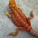 ハチクラ年末セール開催！　フトアゴ在庫紹介！