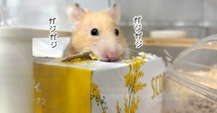 今日のプリン(8/3追記)
