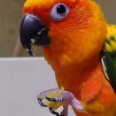 フルーツと焼き芋はどっちが好きですか？