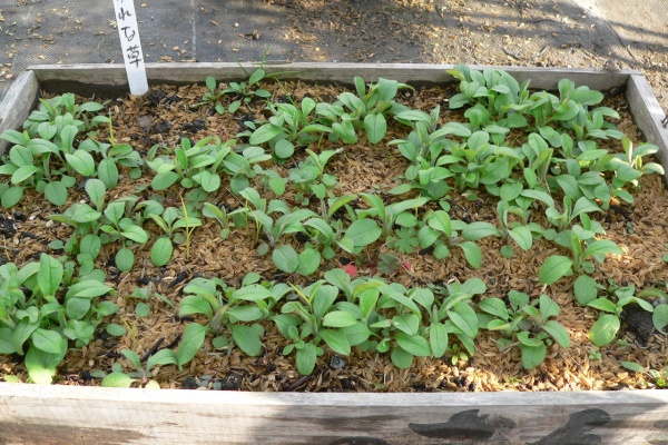 バド菜園 バドの自然と遊ぼうゆったり菜園らいふ 勿忘草