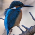 『BORG90FLによるカワセミ　2019/12/30』の画像