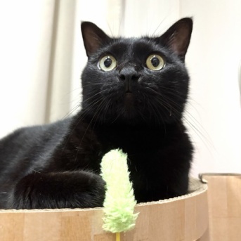 【猫写真】久しぶりのおもちゃは楽しい
