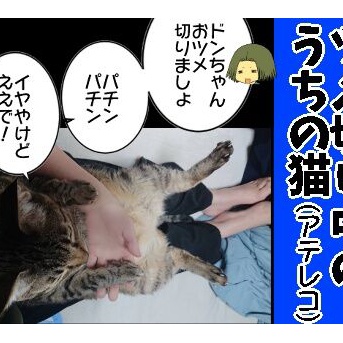 【写真漫画】ツメ切り中のうちの猫（アテレコ）【猫との暮らし】