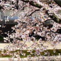4/6(月)〝竹ヶ端運動公園〟〝集会所裏水呑川土手〟サクラ並木の散策(^.-)☆(12)