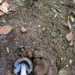 天然食材探しへ近くに気軽に出かけよう！