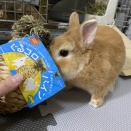パインの形のおもちゃ！
