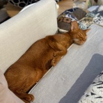 おうちごはんとおかしとねこ