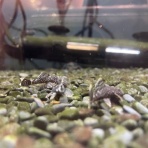 ワンラブ観賞魚部門の入荷情報ブログ！