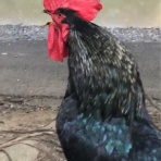 おまえもいてこましてやろうか