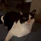 🍀黒白ナツくんの幸せ便り🍀