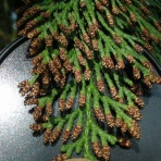 花粉観察ライブ