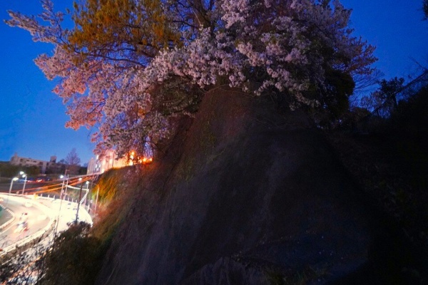 夜散歩のススメ - 桜