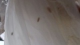 引きこもりワイ、部屋にうじ虫が沸いてしまう（※画像あり）