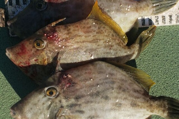 神島観光汽船 池田のブログ カワハギ ウマズラハギ