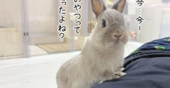 うさぎのルリ(9/1追記)