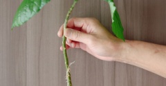 「もうダメ」と思った観葉植物から芽が！まりちゃんのご神木に認定しました