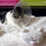 猫だらけ