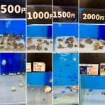 SONOアクアプランツファーム水草･海藻情報局