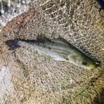 シーバス&ライトゲームな日々