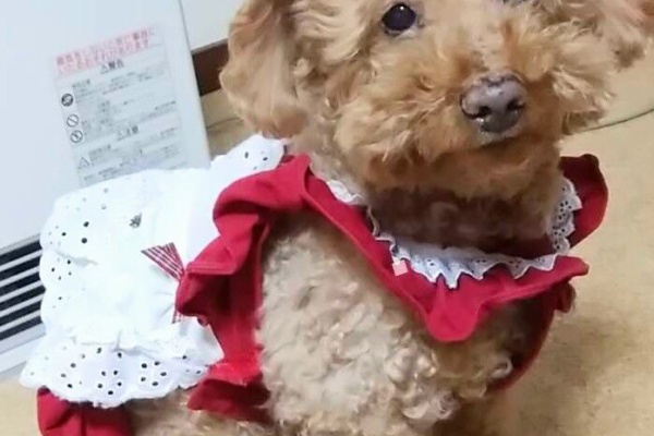 ころんころん日記Ⅱ