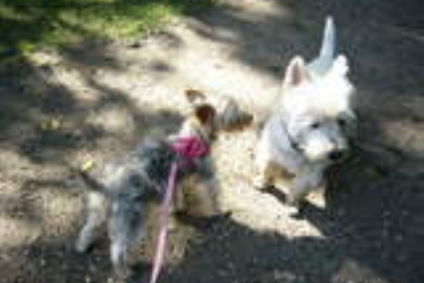 カーミングシグナル デゥーリッド・ルーガス カーミング・シグナル