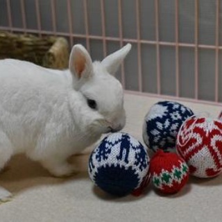 shiのひとりごと～ぽおらとの日々