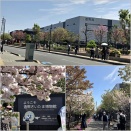 造幣局の桜並木